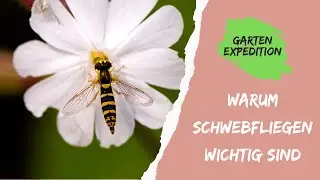 Warum Schwebfliegen so wichtig sind - Science-Based - Gartenexpedition #naturgarten #schwebfliegen