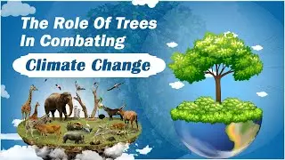 🌳 How Can Trees Save Us from Climate Change? | Ed Quest 360 🌎