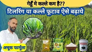 Gehu me kalle futav kaise bdhaye | Gehu me tilering bdhani h to dekh le | #kalle