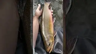 How To Catch BIG Brook Trout!