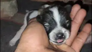 Samoyed puppy for sale #samoyedpuppy #kendrapara #jagatsinghpur #paradeep #kujanga #samoyeddog