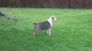 Campeiro buldogue aka Brazilian bulldog in America @raresupremecampeirobuldogue.com