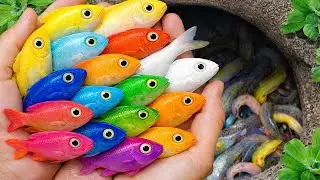 Catch Strange Freshwater Aquarium Fish in Garden, Baby Turtles, Bronze Guppy, Carp, Eels, Goldfish