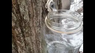 Harvesting Maple Sap to Drink