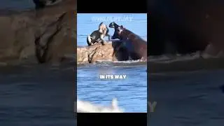 Why Hippos Are Africa&rsquo;s Most Dangerous Animal
