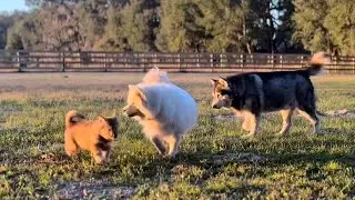 Щенок маламута Зевс проводит второе утро на ранчо с Тонкой и Монро 🐾