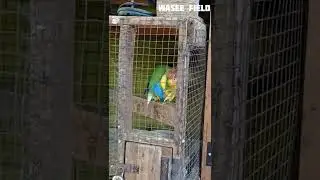 african #love birds mating