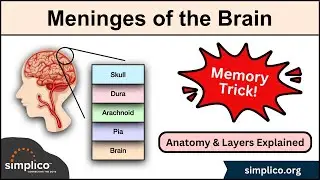 Meninges of the Brain | MEMORY TRICK | Anatomy & Layers Explained