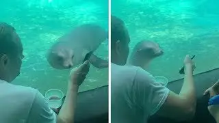 Curious Sea Lion Loves Man's Phone