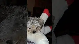 #furrybabies#playing #schnauzer #shitzu