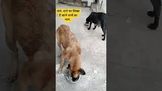 Today Sewa Your Support 🙏🐕