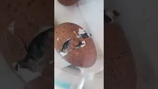 Black copper marans hatching