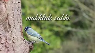 Mahe e Rabi -ul- Awal status for WhatsApp || Urhen tashri
