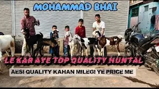 MOHAMMAD BHAI LE KAR AYE TOP QUALITY HUNTAL BEST PRICE ME #goat #goatfarming #animals #trader 