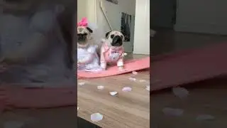 my pets being ready as flower girl and bell boy for wedding #pug #pugdog #doglover