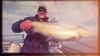 World Class Brown Trout Fishing w/ Captain Andy & Red, White and Blue Charters Lake Michigan Kenosha
