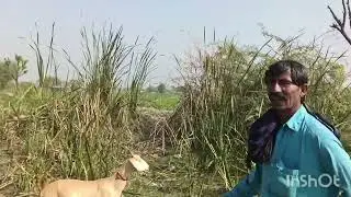 Golden Tapri breed white Tapri breed bakriyan breeder bakra Bakra Mandi sindhari 31/12/2023