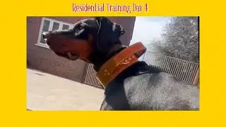 Residential Training Day 4 #doberman #dobermann #dog #dogtraining