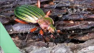 Goldgl&auml;nzender Laufk&auml;fer - Carabus auronitens sehr sch&ouml;ner gr&uuml;n/gold/roter Laufk&auml;fer am Waldrand