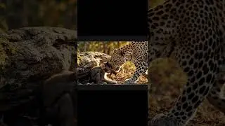 Orphaned Monkey Finds a New Mom &mdash; A Leopard 🐆💛