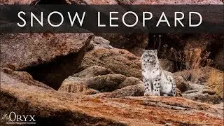 India : Snow Leopard Photography with ORYX