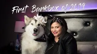 Janurary 2019 Barkbox in 4K