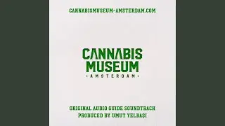 Incrementum Cannabaceae