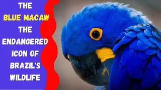 THE BLUE MACAW |The Endangered Icon Of Brazil's Wildlife