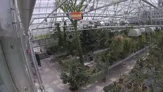 Titan arum leaf expansion