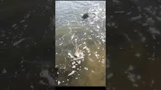 Big fish below the spill