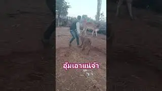 Cattle and buffalo market #cow #shorts