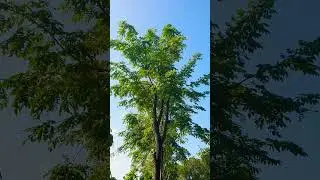 the beauty of nature #nature #relaxingscene #naturalplants #naturalbeauty #birdsounds #freshday