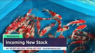 New Arrival Alert