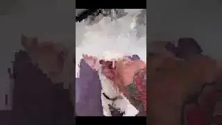 How to smash a dog #shorts #fyp #dog