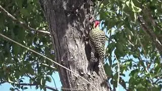 13 de Septiembre 2023 - Villa Carlos Paz 🇦🇷 Pájaro Carpintero.