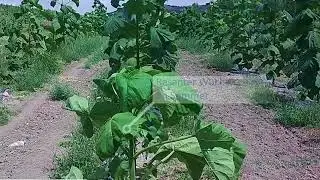 Paulownia Wuchsvideo im 1.Jahr (Kiri, Blauglockenbaum, Kaiserbaum, Cathaia)