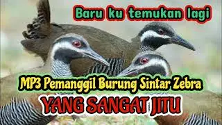 MP3 Pemanggil Burung Sintar Zebra Yang Sangat Jitu @YuliusHunter
