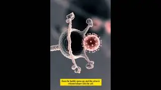 How a Virus infects a host cell.#upsc #neet #biotechnology #scienceandtechnology #virus #dna #rna .