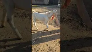 Toofan, unique color goat #thebrosfarm