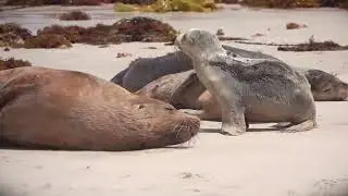 Playful Baby Sea Lion Antics 🦭💦