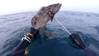 spearfishing white grouper , dentex , motteled grouper , white seabeam