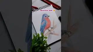 Bird 🕊️ drawing in pencil colour, #shorts #art #trending #artist #viral