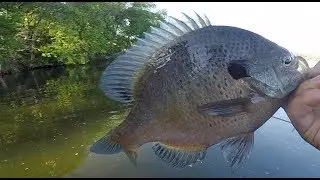SIGHT fishing MONSTER Bluegills! GIANT PANFISH