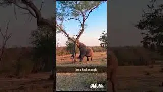 हाथीके करनामे👌🏿👌🏿