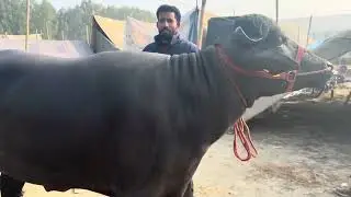 आम किसान के घर अर्जुन कुगड़ का बच्चा सेल के लिए 