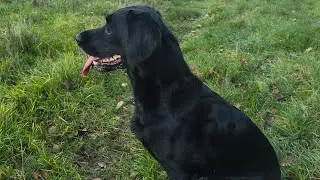 Pheasant shooting - Some of Clover's retrieves 