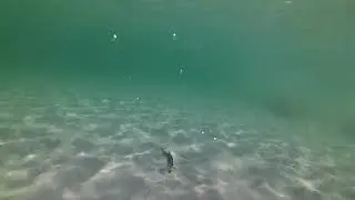 Trolling system