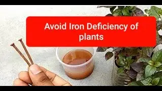 Avoid Iron Deficiency of Plants : Home made : Grow healthy plants