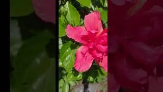 FlowerGarland#TraditionalBeauty #Vibes#FloralElegance #CultureAndCharm#CountrysideChronicles-s4n