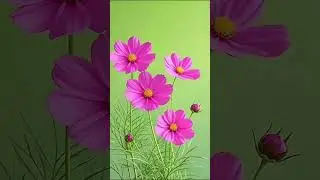 Rare Imported Cosmos Flower Seed Online Shopping 🛍️ #cosmos #flowers #plants #garden